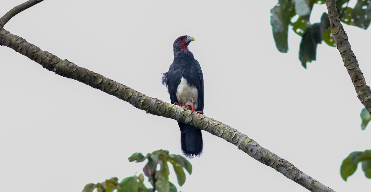 čimango rudohrdlý - ML645747668