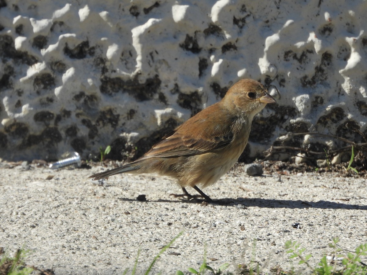 Indigo Bunting - ML645747677