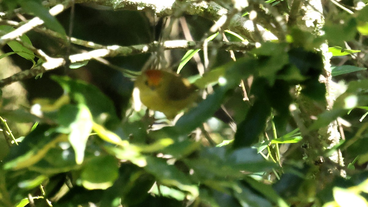 Rufous-capped Babbler - ML645747680