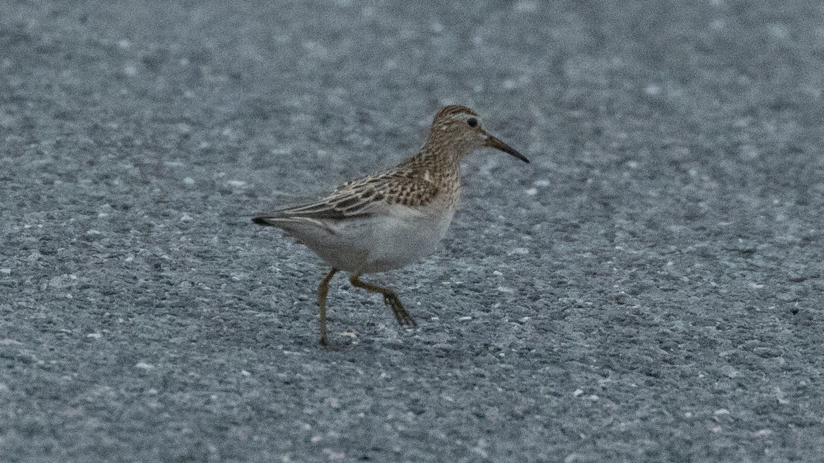 Дутыш - ML645747685