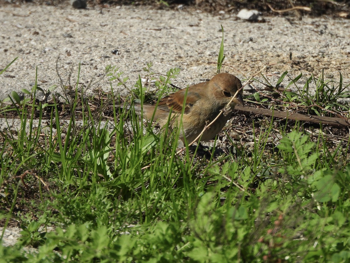 Indigo Bunting - ML645747690
