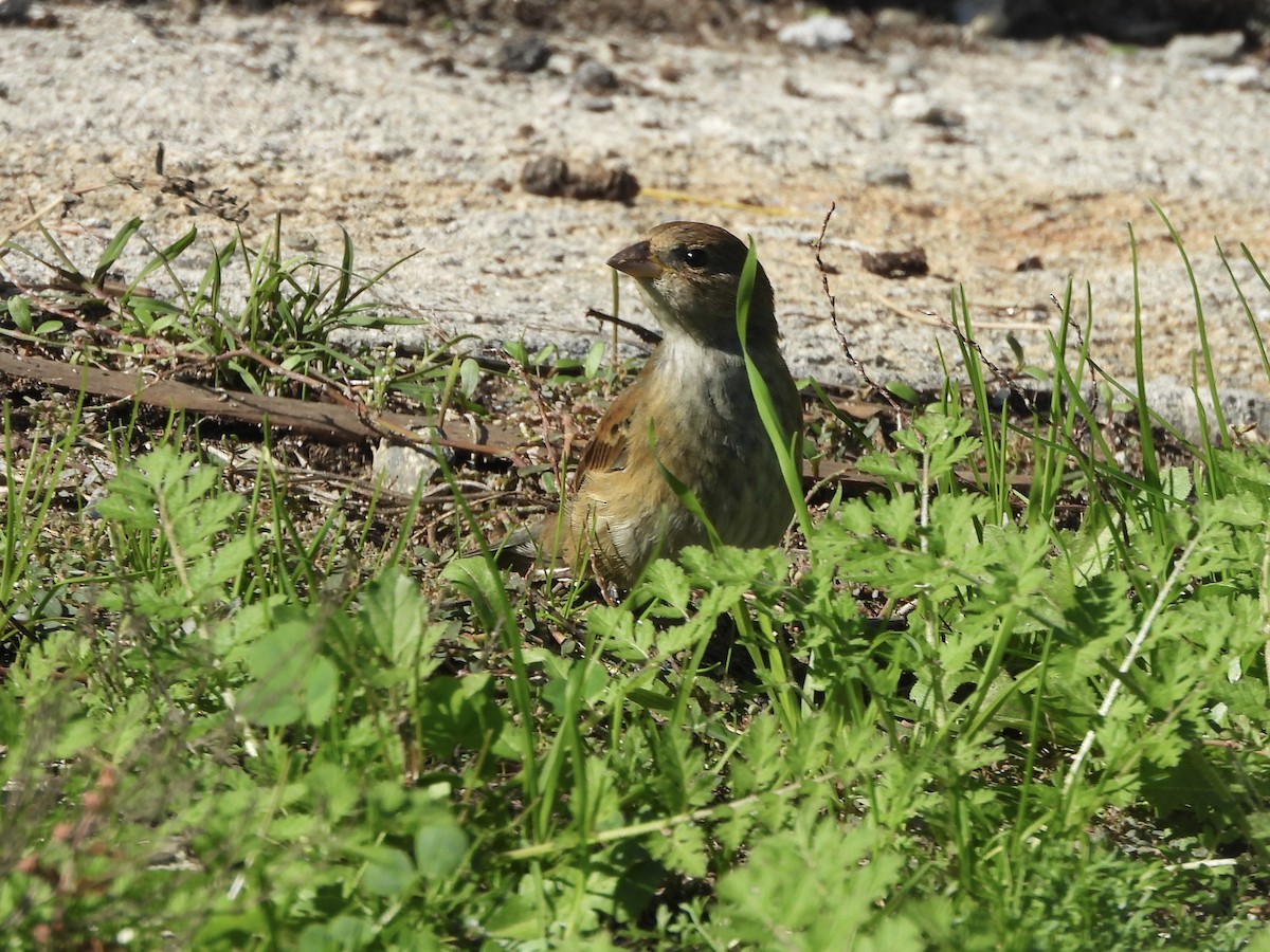Indigo Bunting - ML645747694