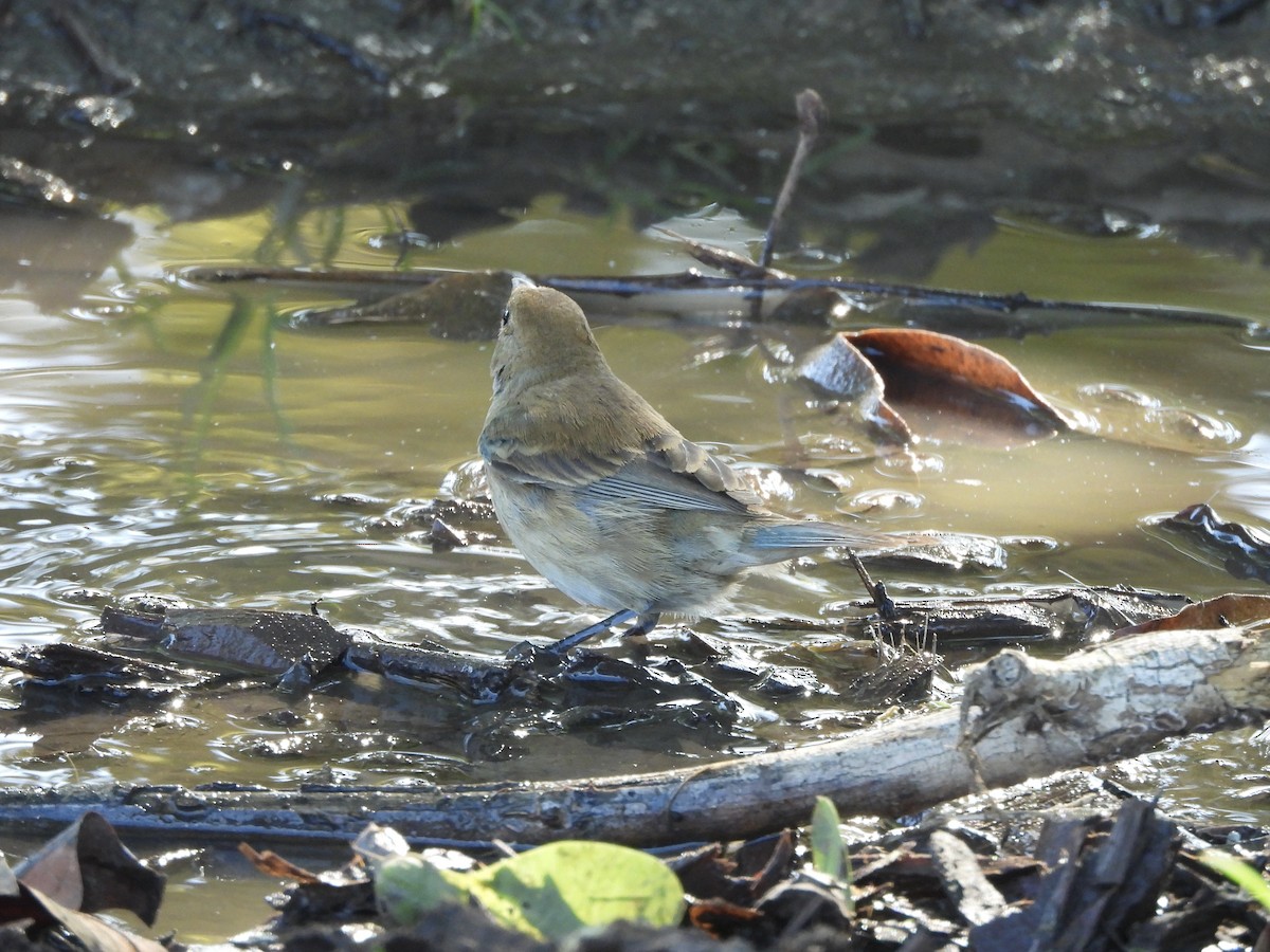 Indigo Bunting - ML645747703