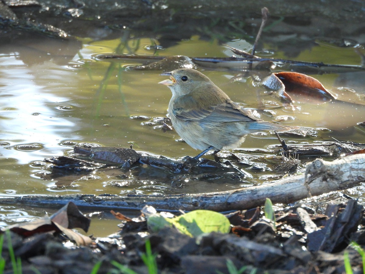 Indigo Bunting - ML645747706