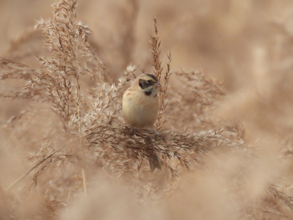 Ochre-rumped Bunting - ML645747707