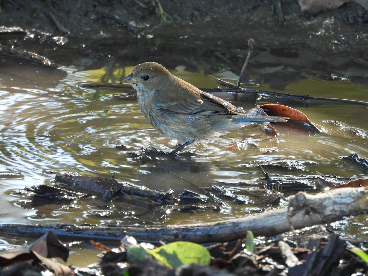 Indigo Bunting - ML645747709