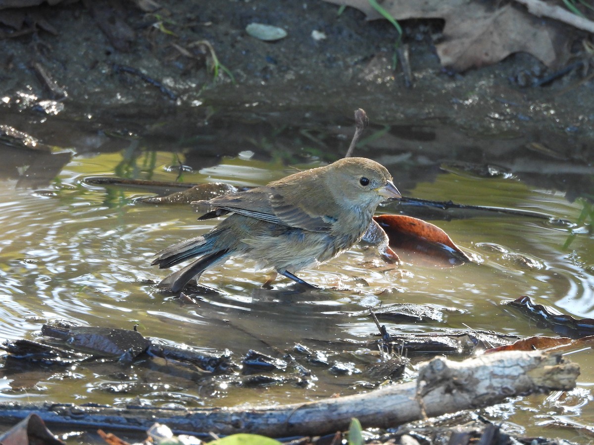 Indigo Bunting - ML645747711