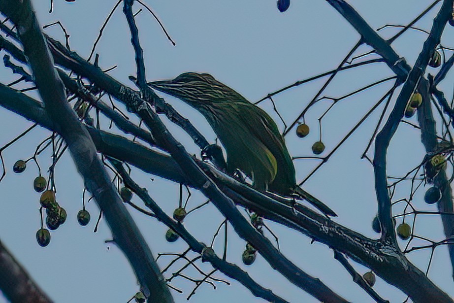 Green-eared Barbet - ML645747712