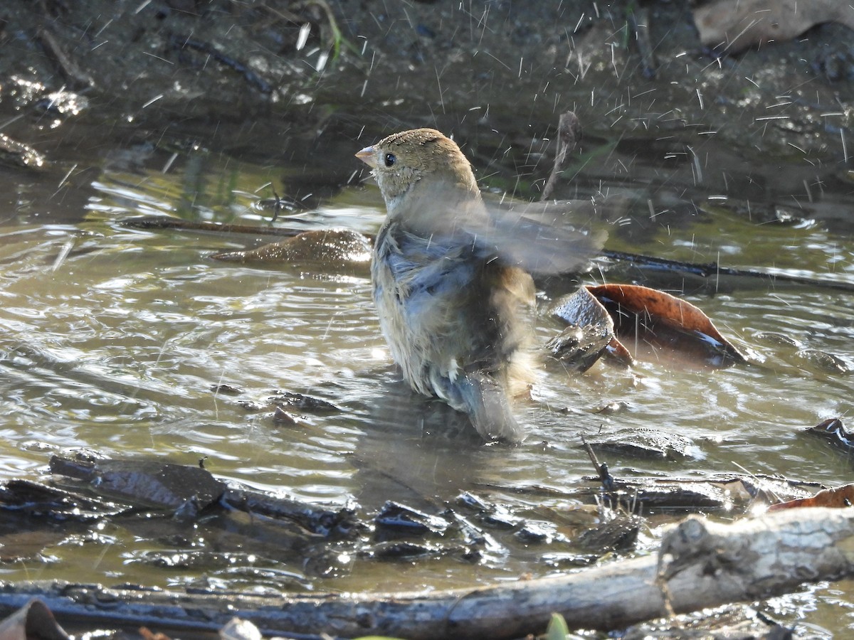 Indigo Bunting - ML645747715