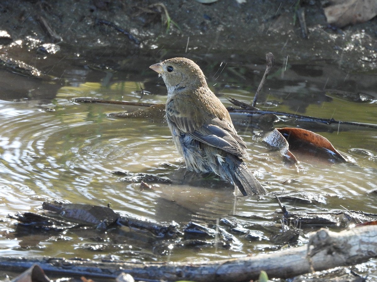 Indigo Bunting - ML645747720
