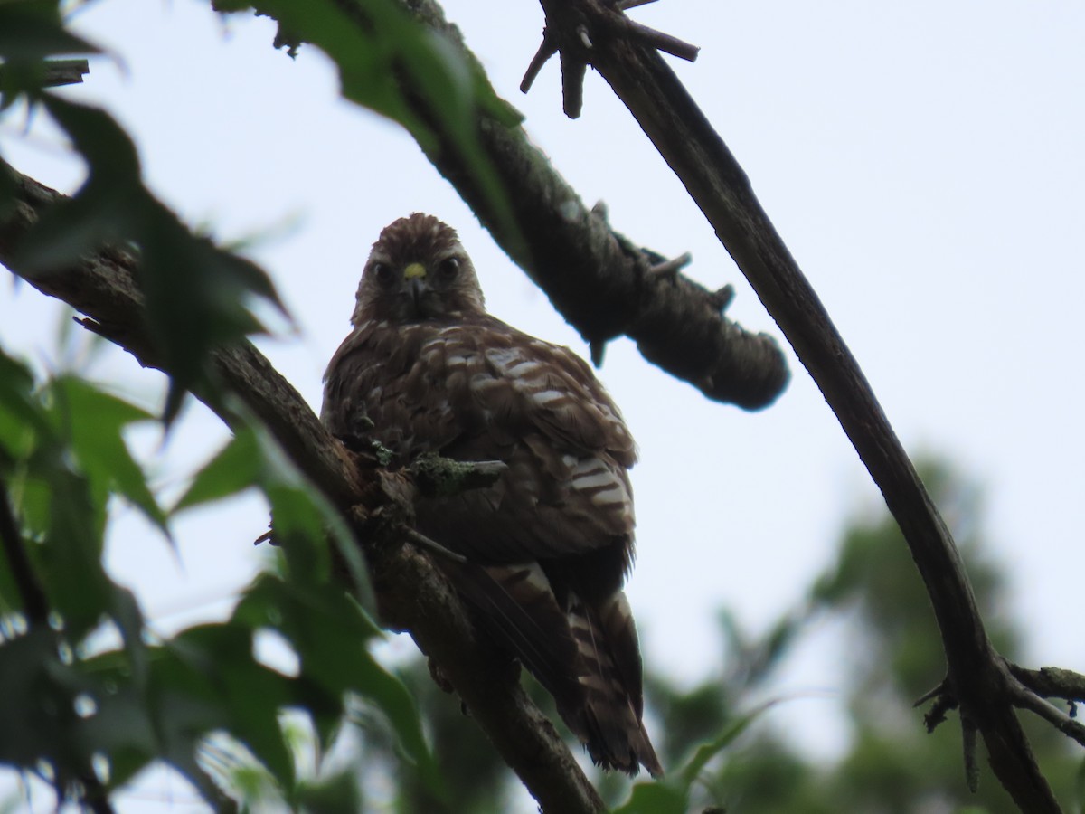 Broad-winged Hawk - ML645747722