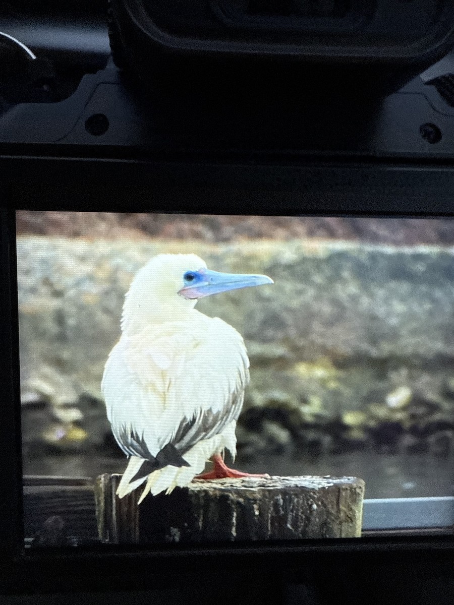 terej červenonohý - ML645747737