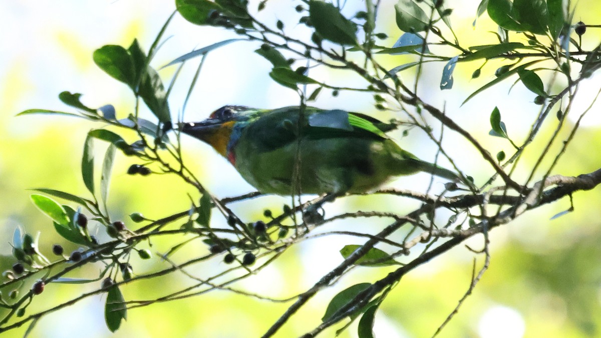 Taiwan Barbet - ML645747739