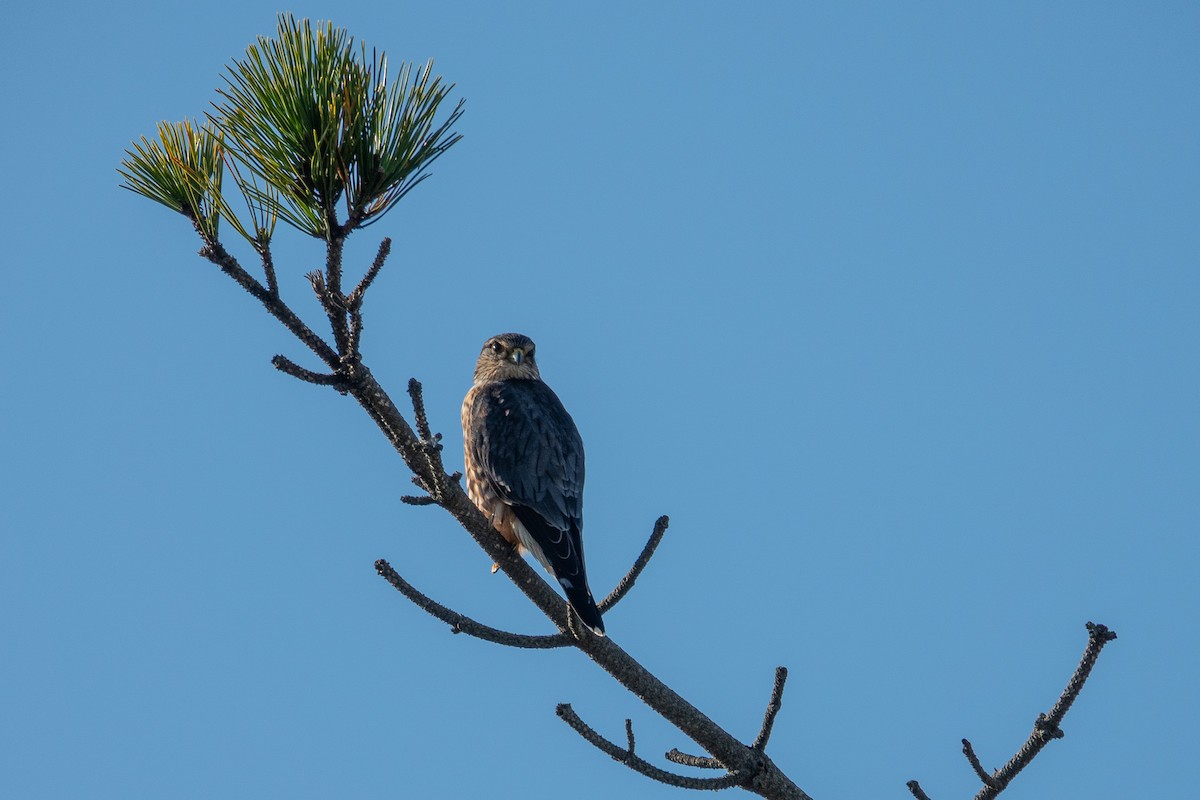 Merlin - ML645747746