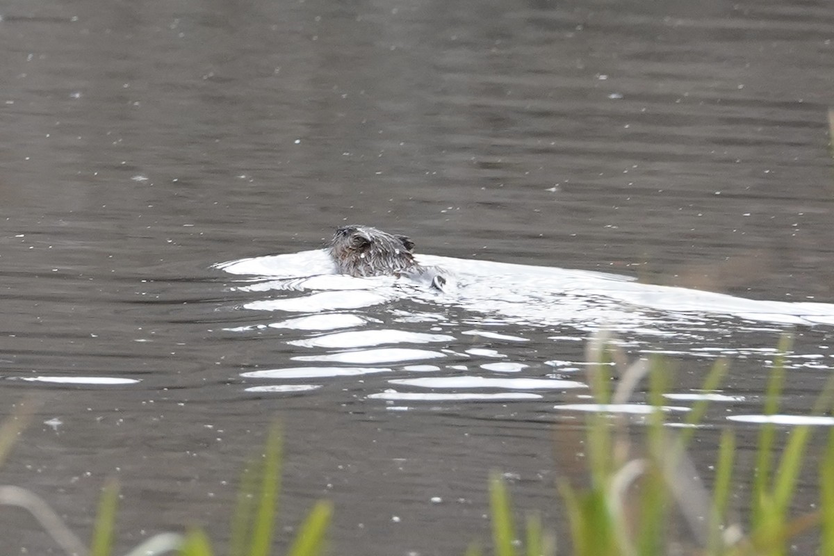 Muskrat - ML645747747