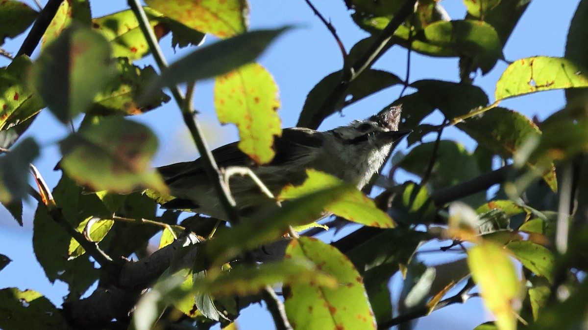 Taiwan Yuhina - ML645747749