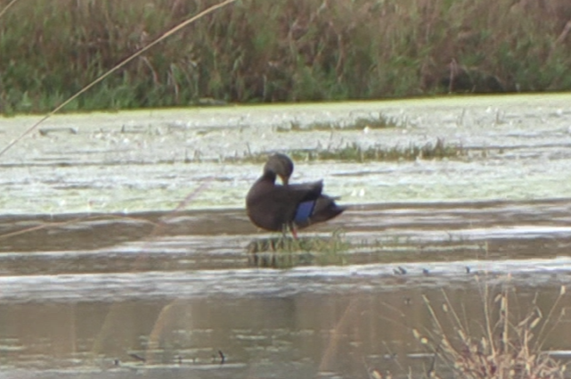 American Black Duck - ML645747750