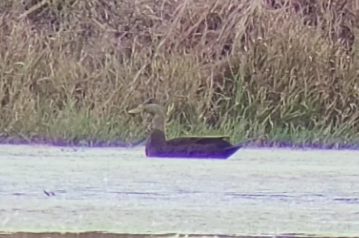 American Black Duck - ML645747751