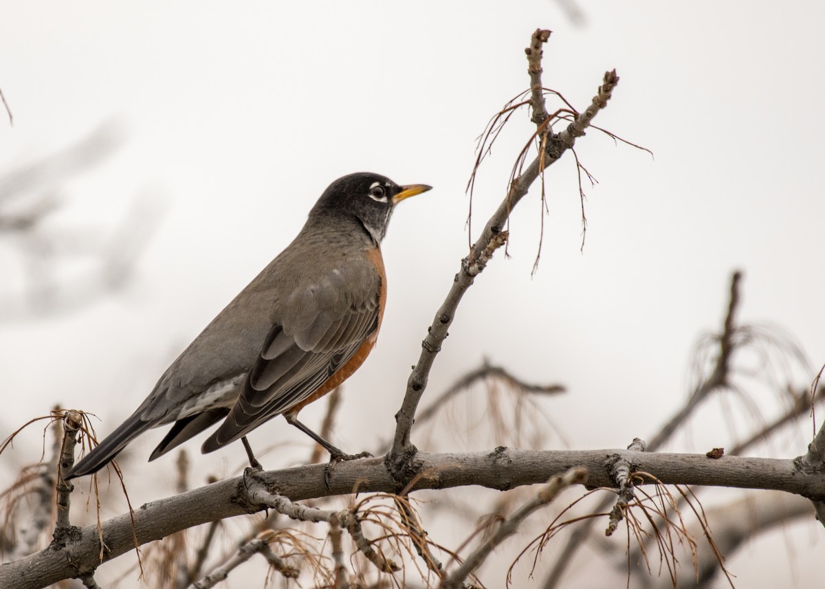 American Robin - ML645747754