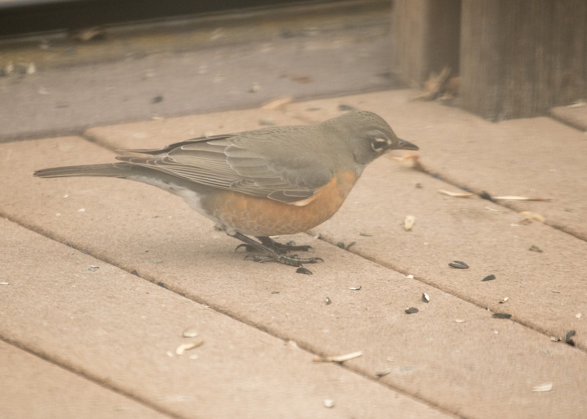 American Robin - ML645747755