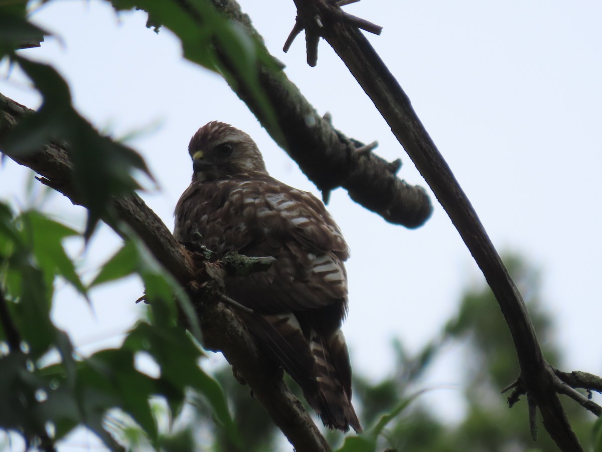 Broad-winged Hawk - ML645747768