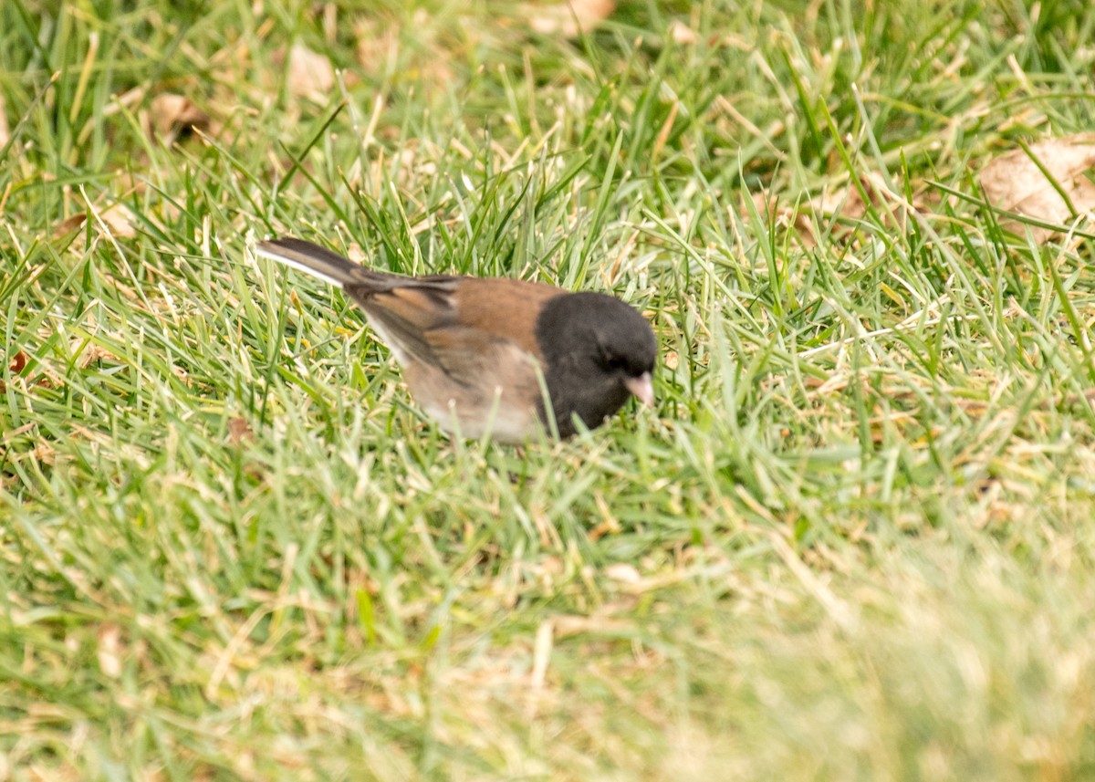 Dark-eyed Junco (Oregon) - ML645747779