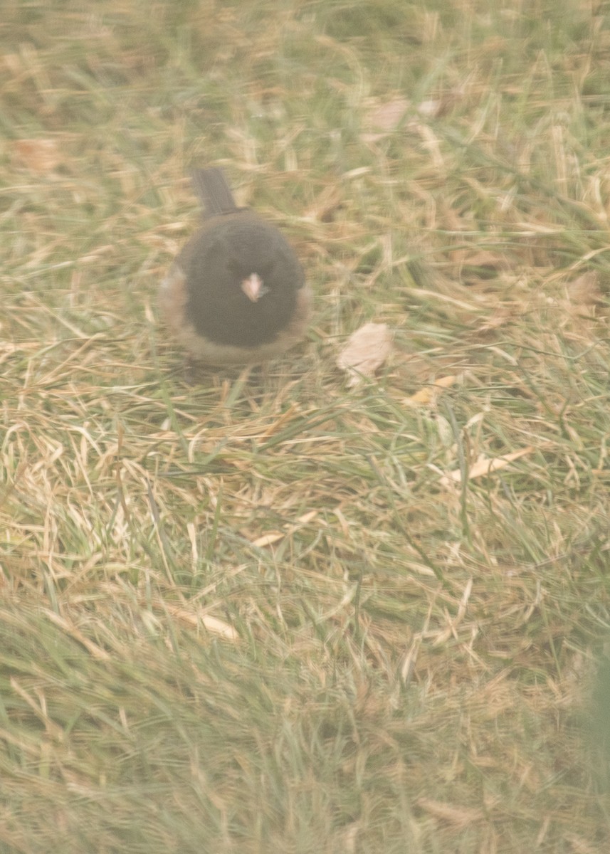 Dark-eyed Junco (Oregon) - ML645747780