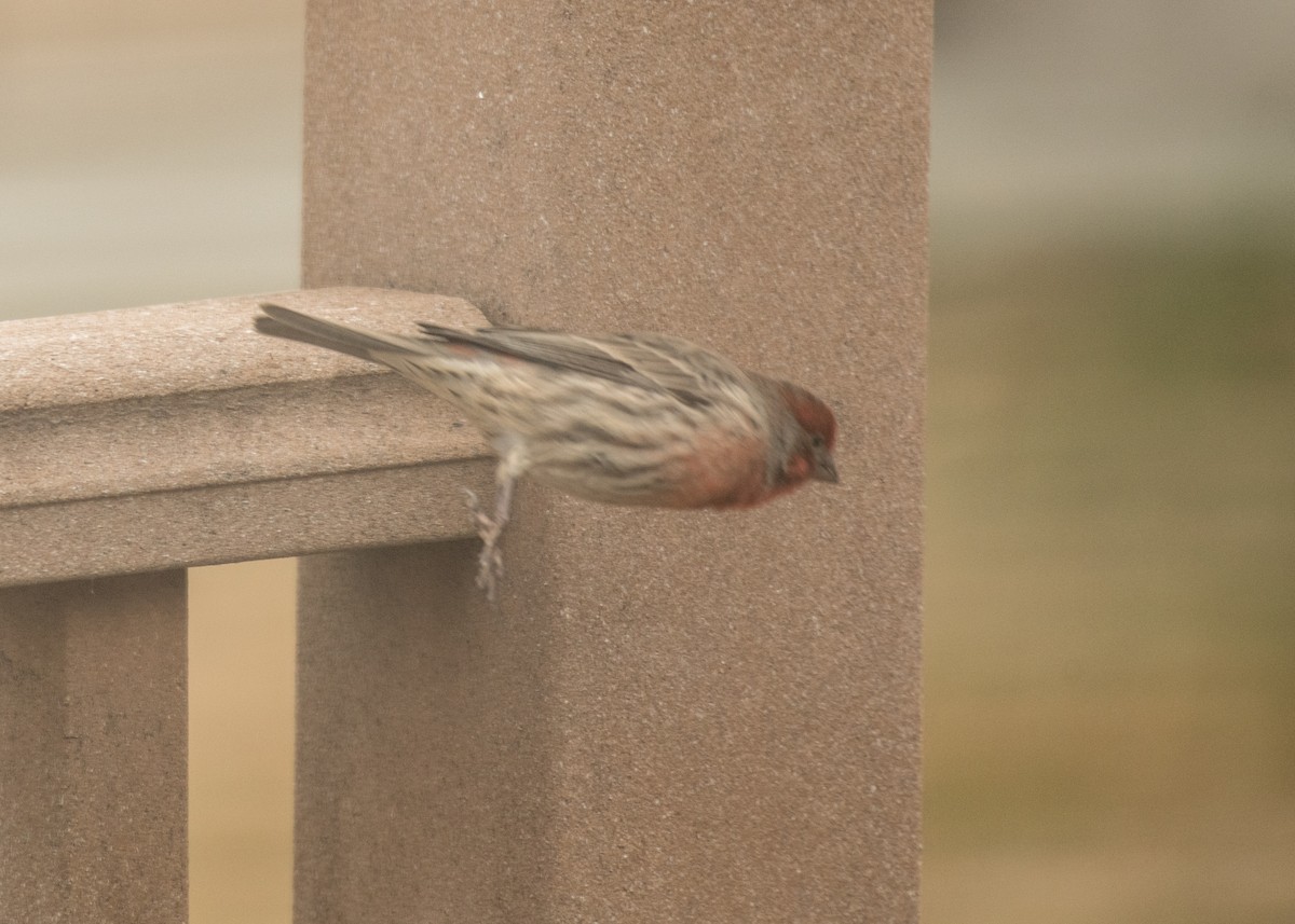 House Finch - ML645747789