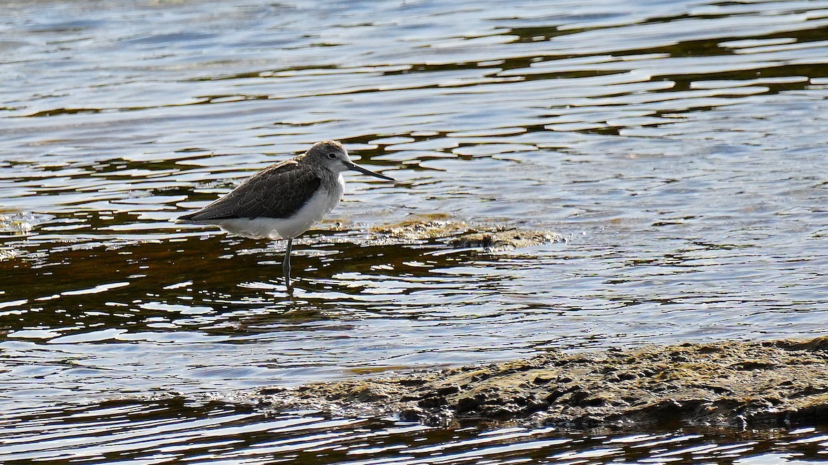 Common Greenshank - ML645747791
