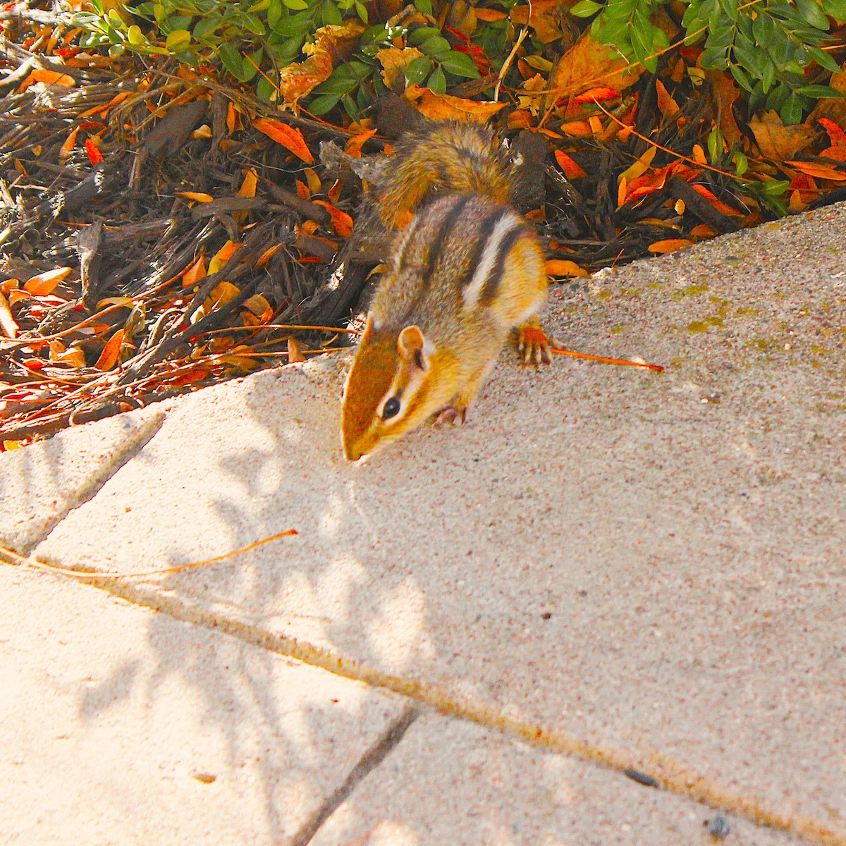 東部花栗鼠 - ML645747792