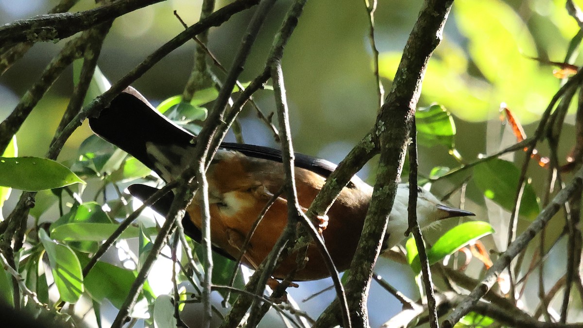 Taiwan Thrush - ML645747796