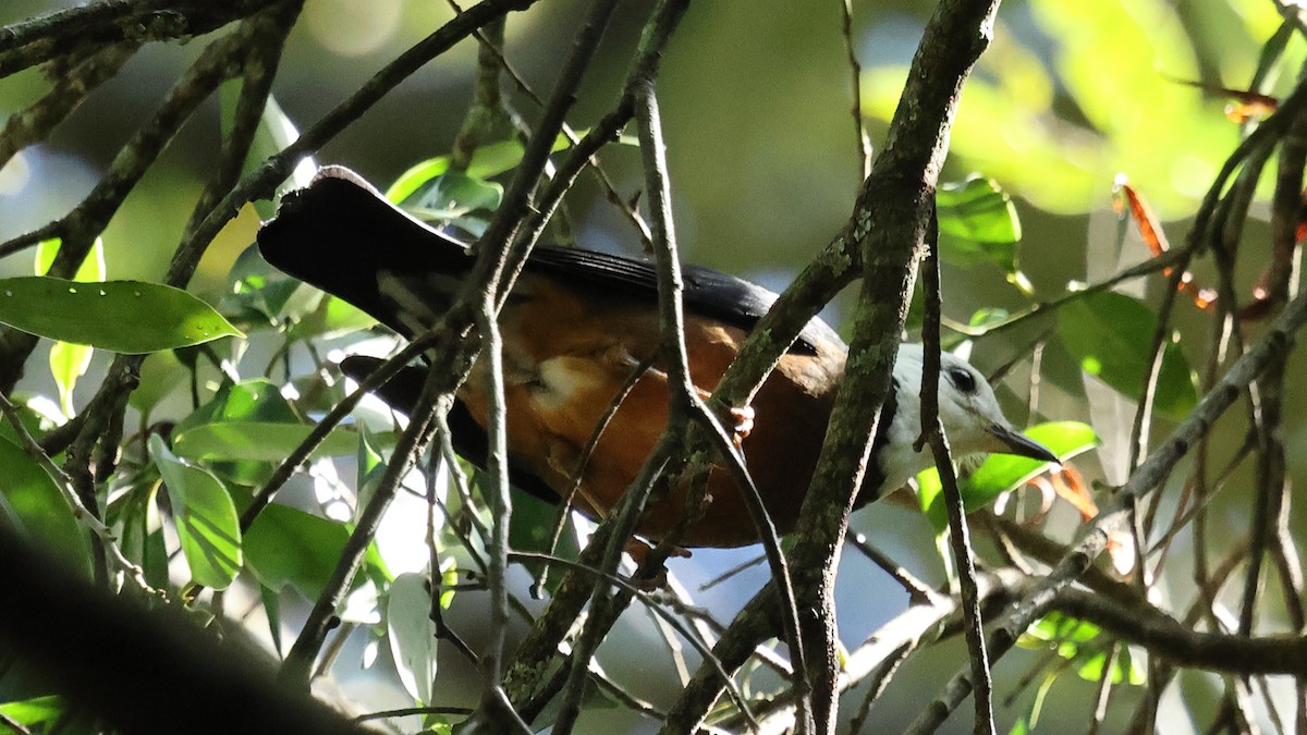 Taiwan Thrush - ML645747799
