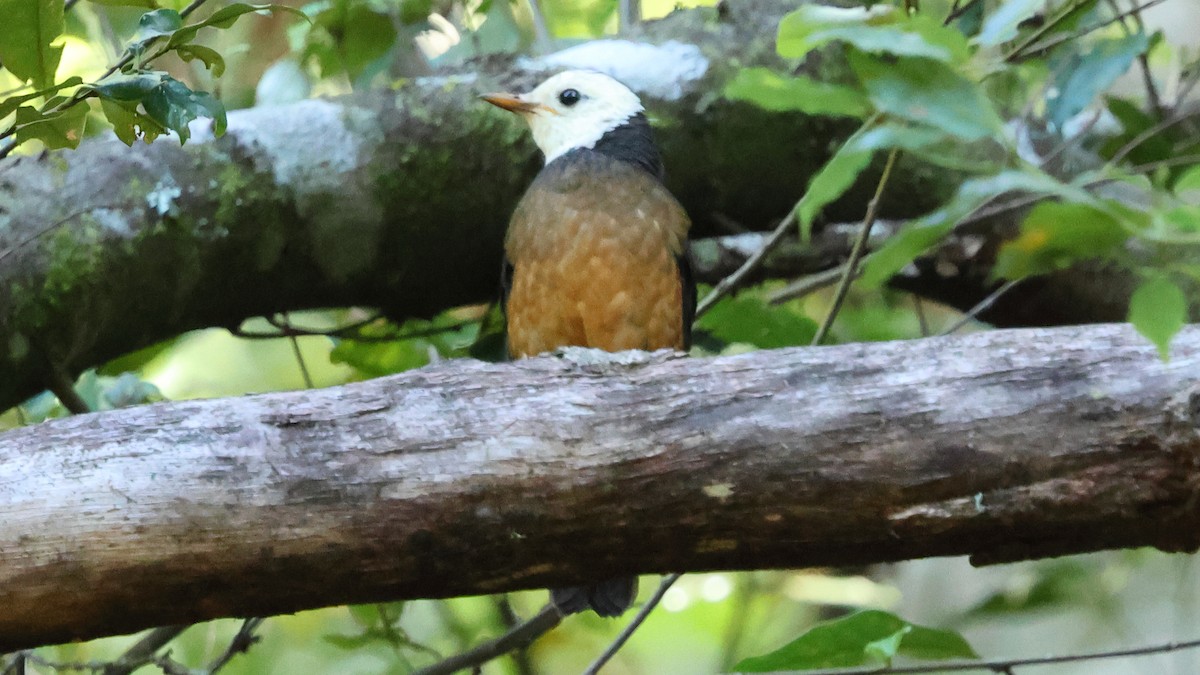 Taiwan Thrush - ML645747801
