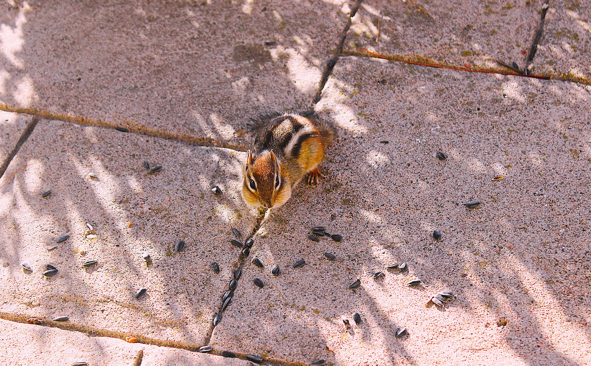 東部花栗鼠 - ML645747806