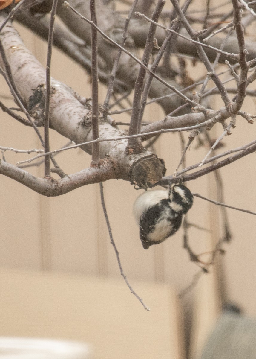 Downy Woodpecker - ML645747809