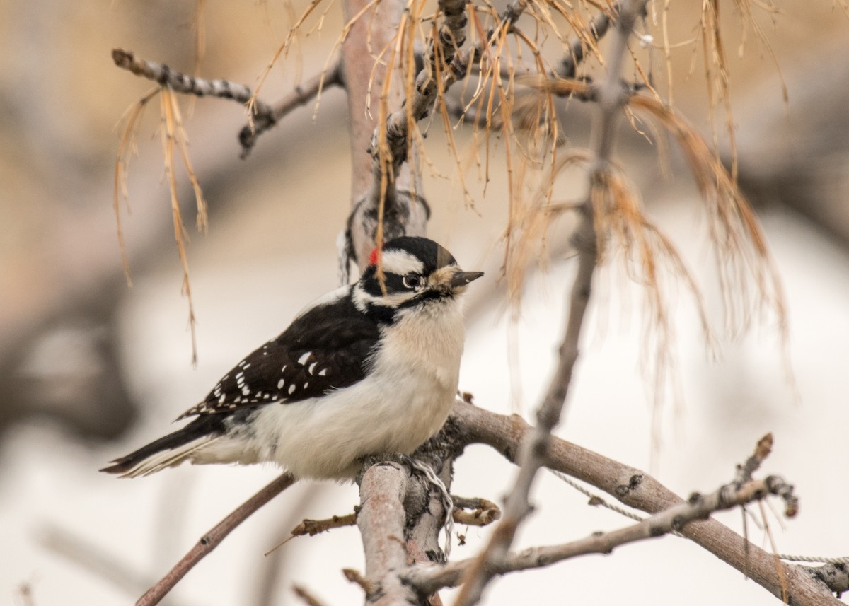 Downy Woodpecker - ML645747810