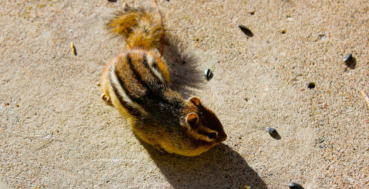 東部花栗鼠 - ML645747814