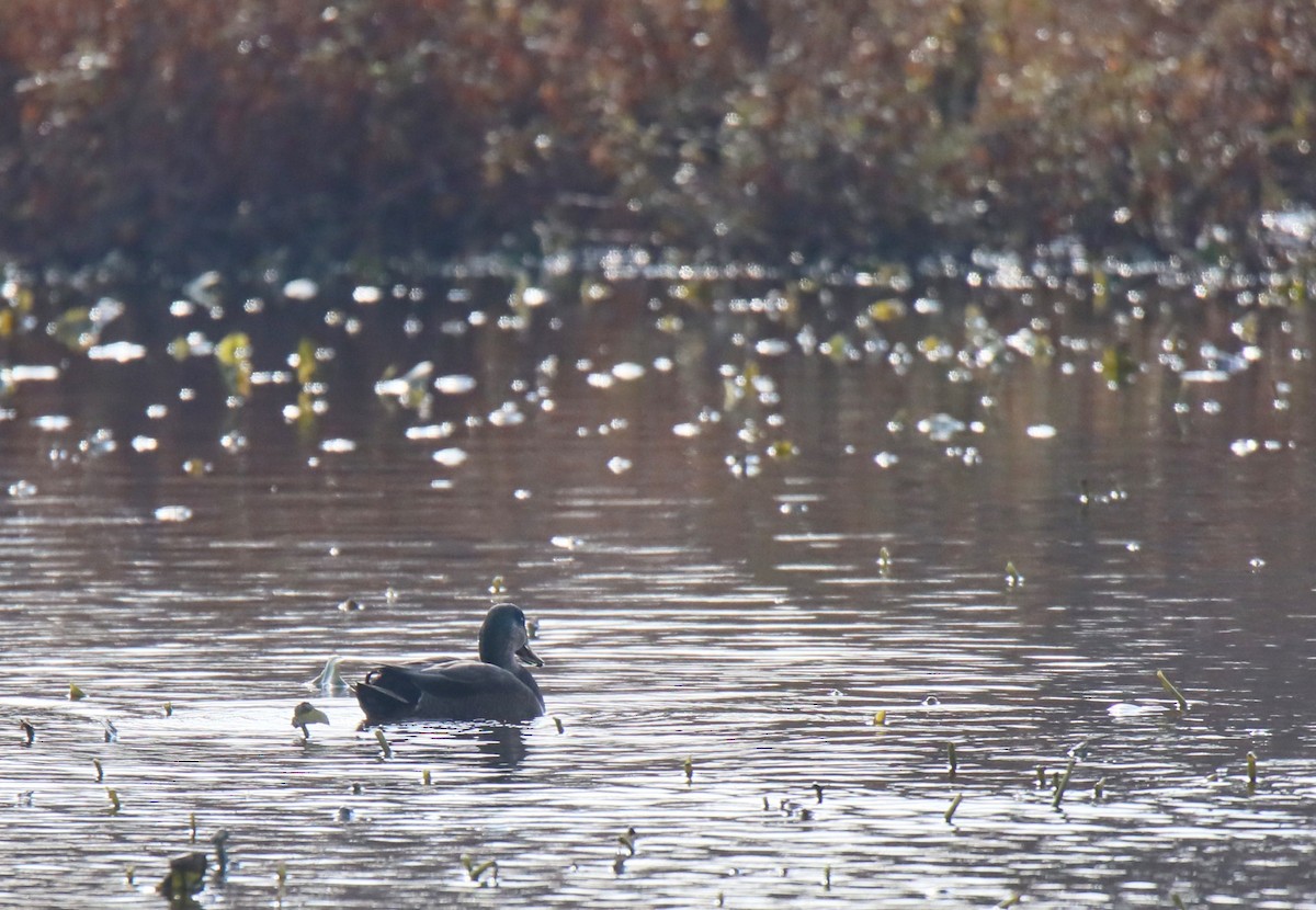 American Black Duck - ML645747815