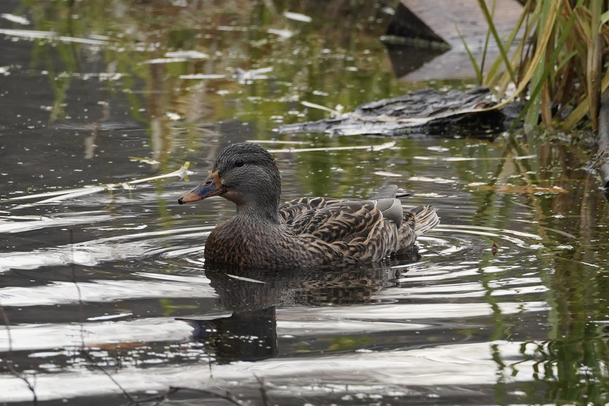 kachna divoká - ML645747816