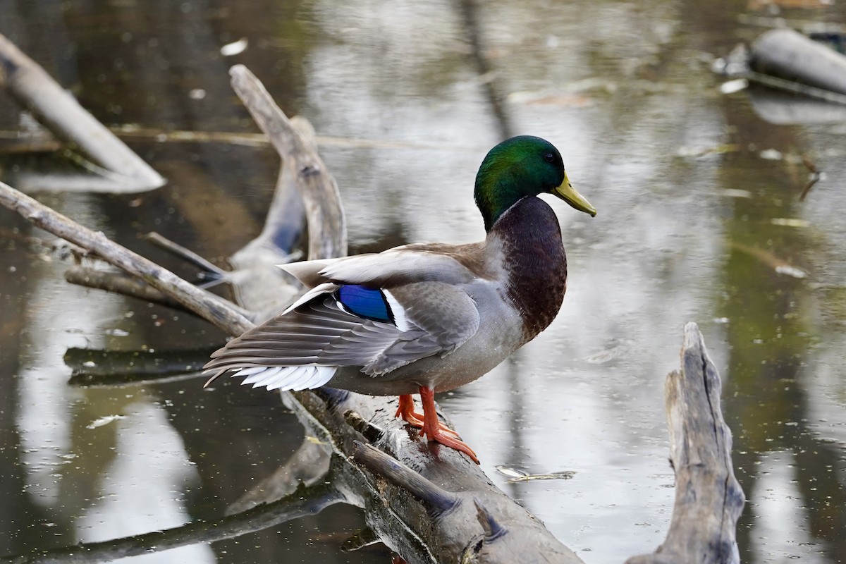 kachna divoká - ML645747817