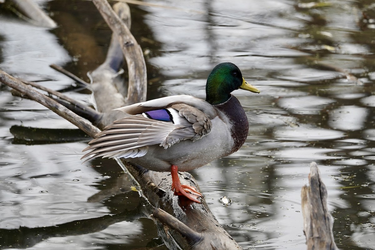 kachna divoká - ML645747818