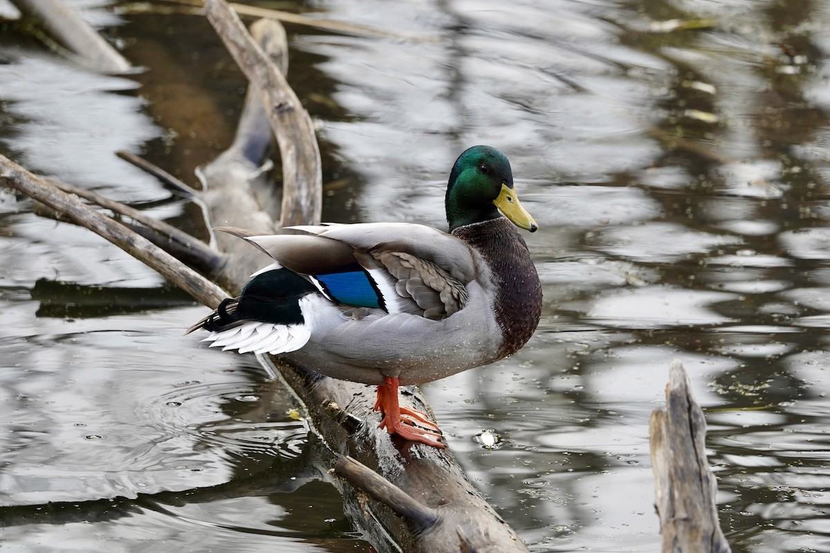 kachna divoká - ML645747820