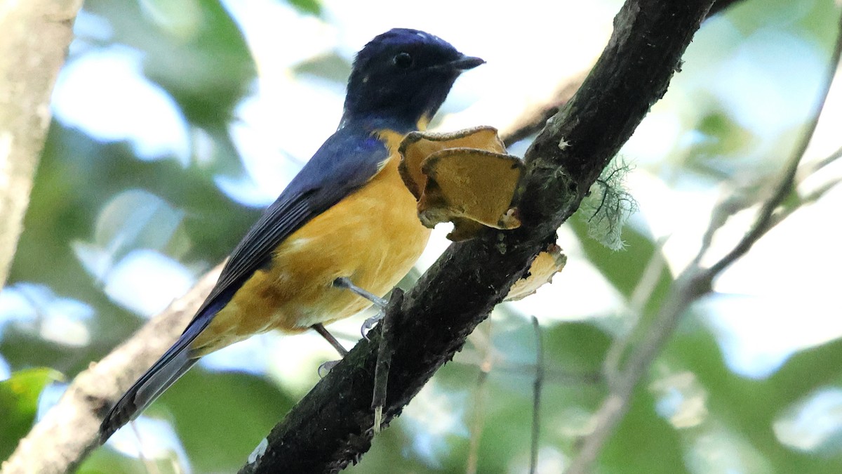 Taiwan Vivid Niltava - ML645747822