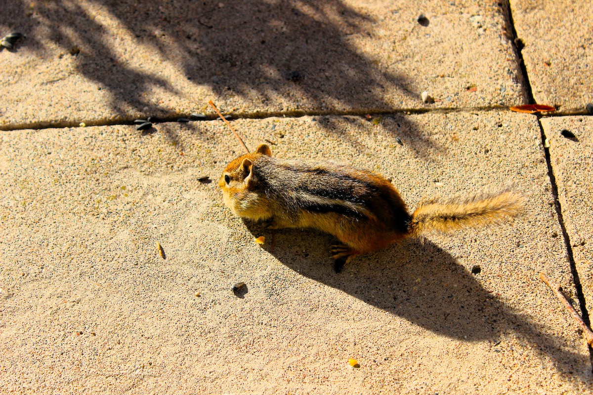 東部花栗鼠 - ML645747823