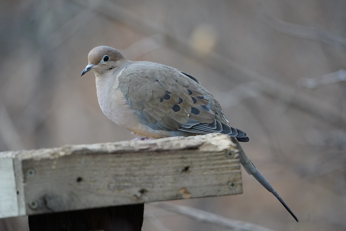 hrdlička karolínská - ML645747827