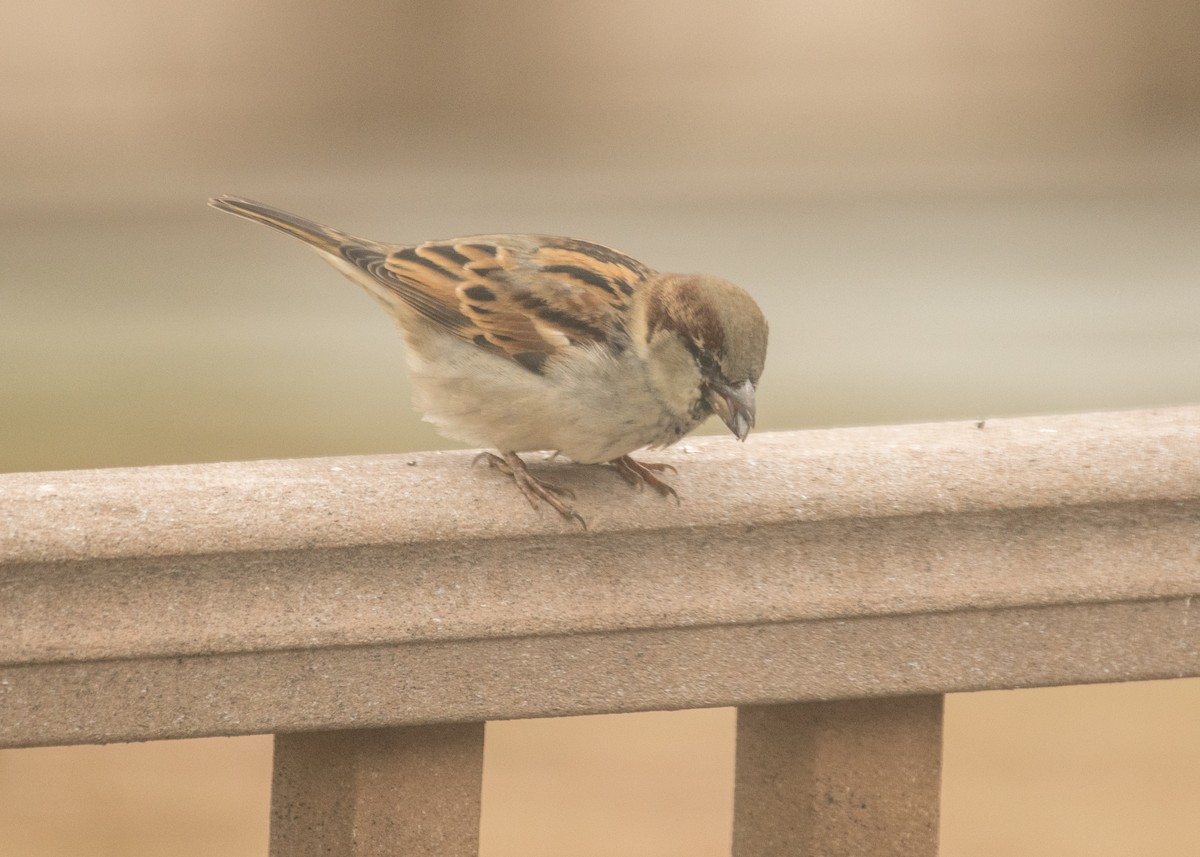 Passera oltremontana - ML645747831