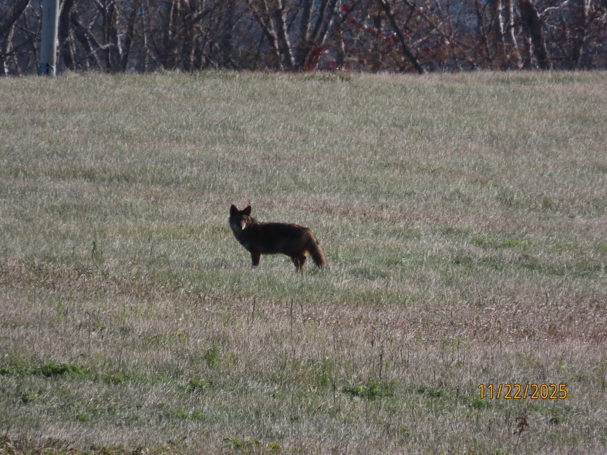 コヨーテ - ML645747834