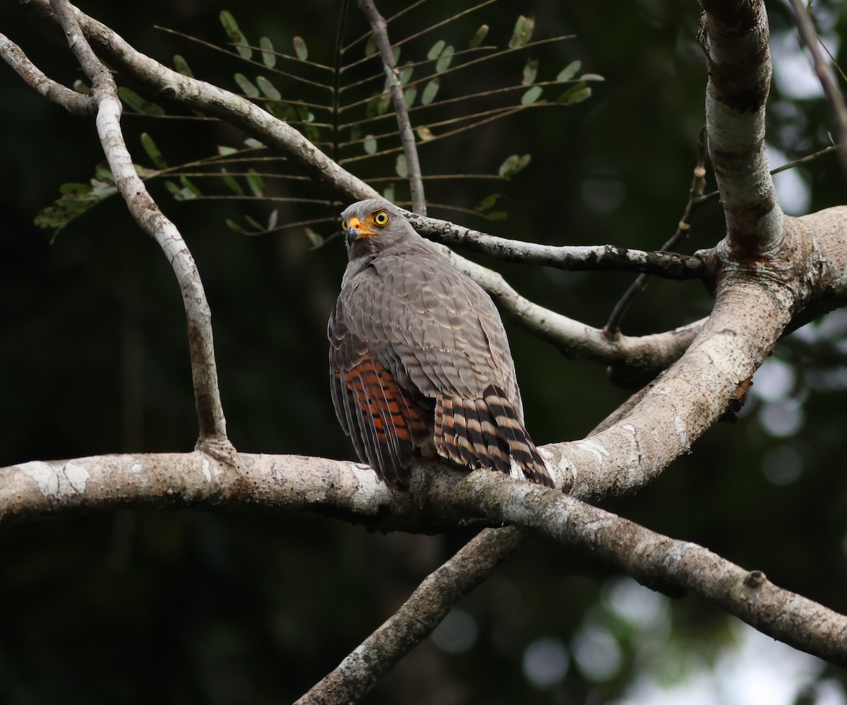 káně krahujová - ML645747839