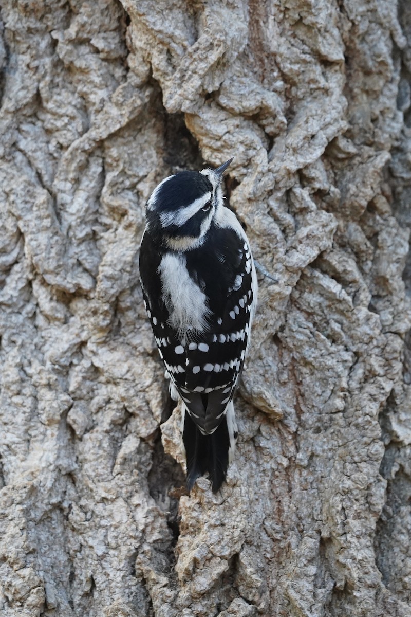 strakapoud osikový - ML645747841