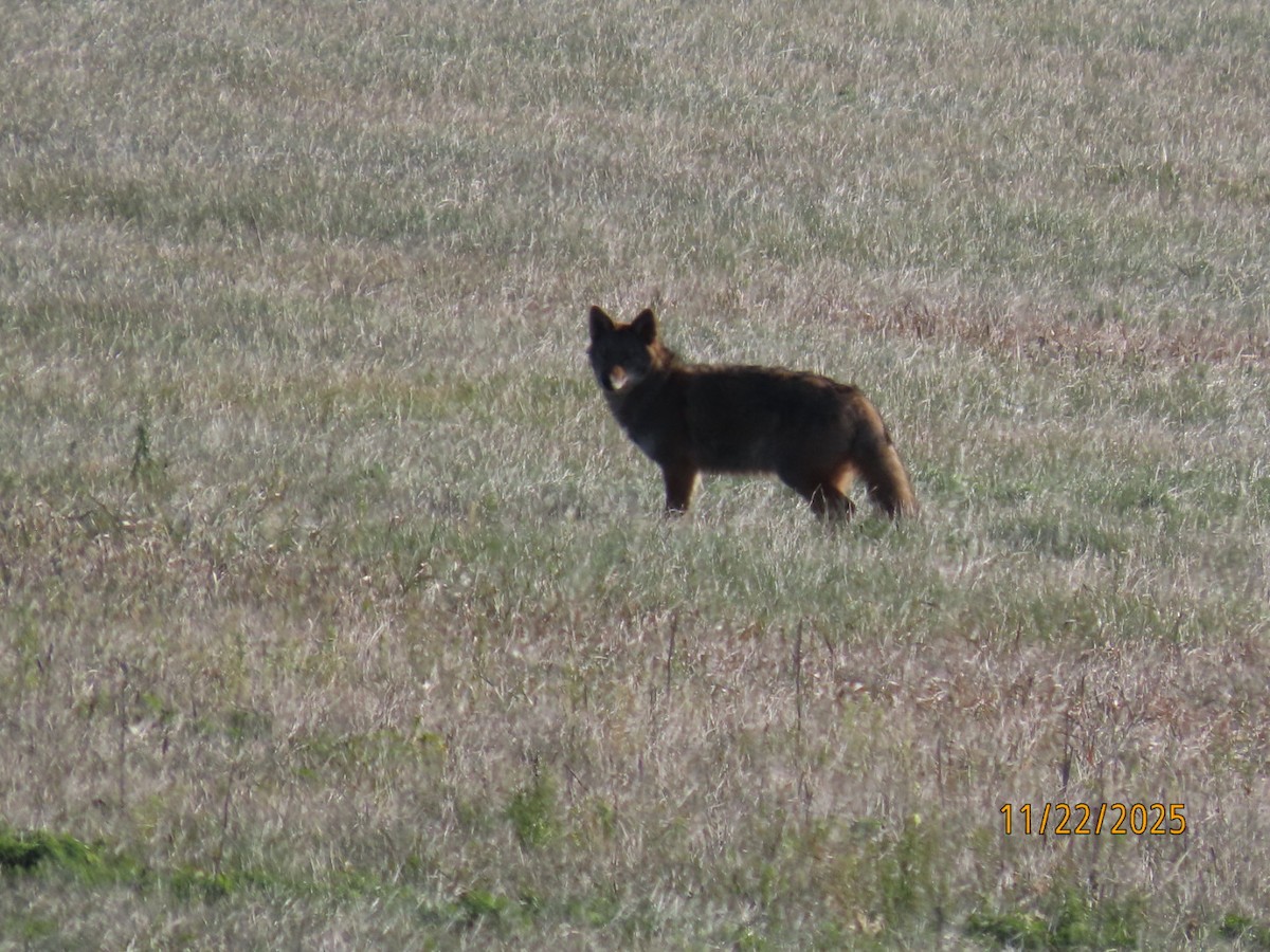 コヨーテ - ML645747845